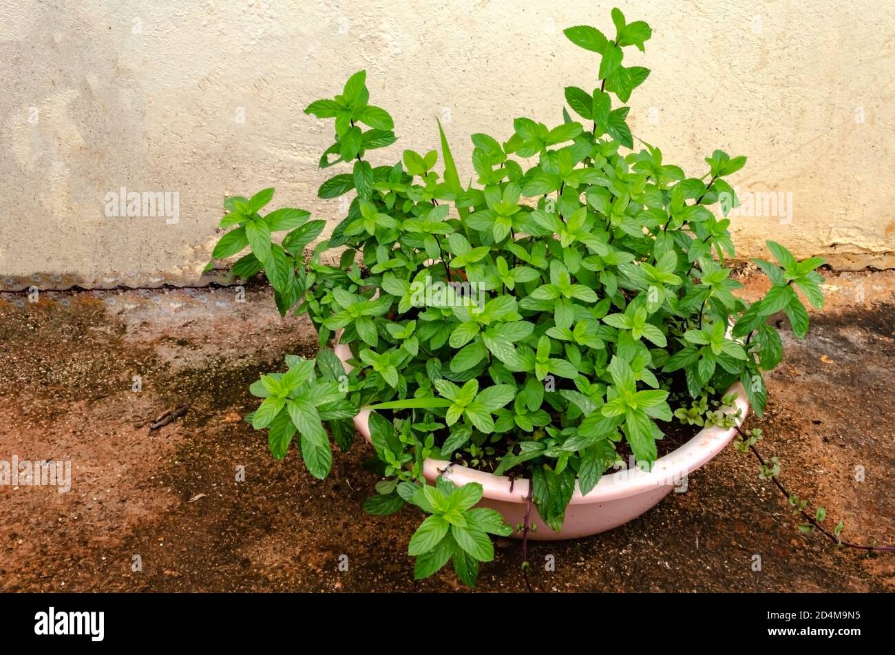 Jamaican Peppermint Plant