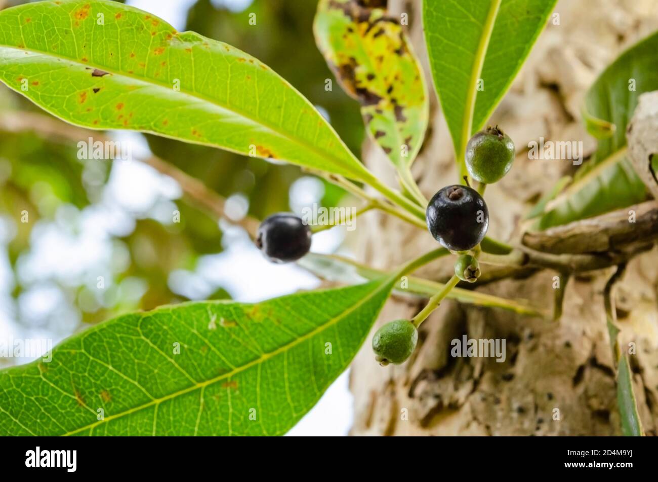 Pimento Fruits Stock Photo