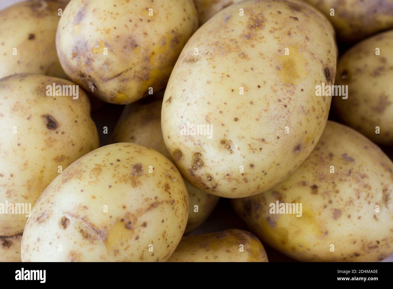 British Maris Piper potatoes closeup Stock Photo Alamy