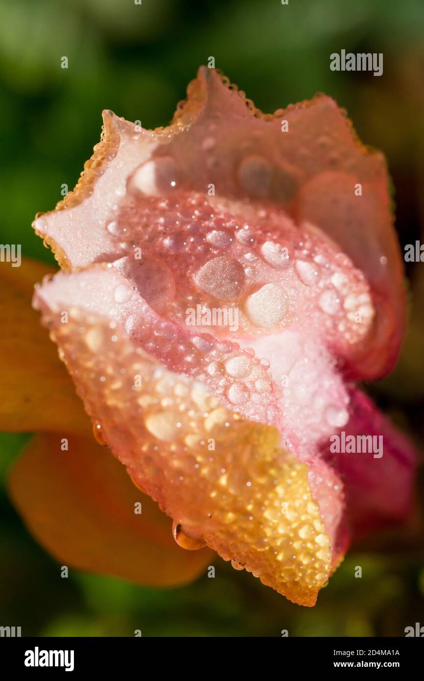 Antirrhinum majus, pink snapdragon flowers closeup covered in morning dewdrops, England, UK Stock Photo