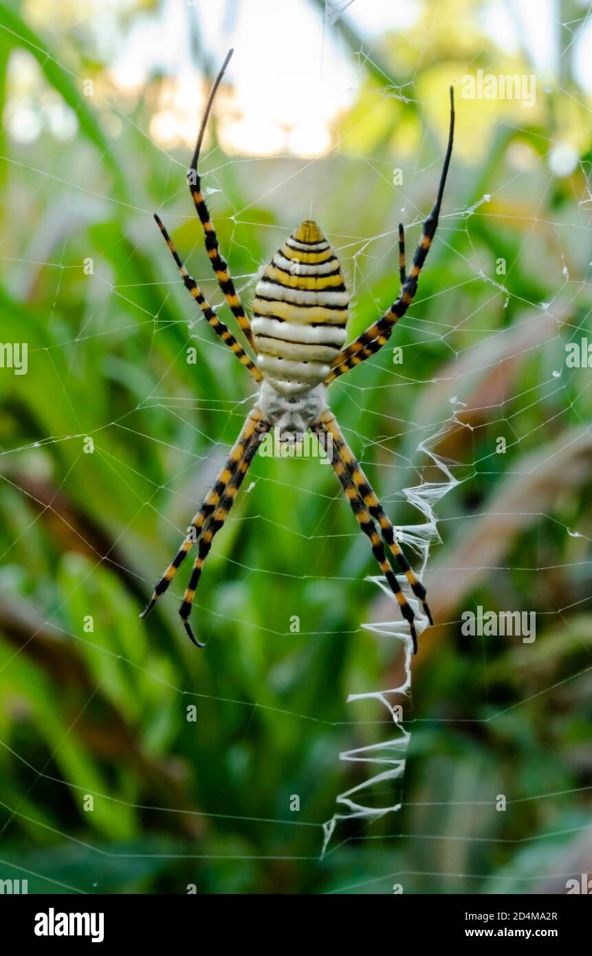 Argiope Bruennichi Spider On Its Web In A Garden Stock Photo