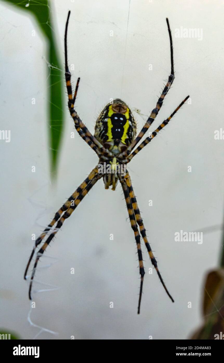 Belly Of Argiope Bruennichi Spider On Its Web In A Garden Stock Photo