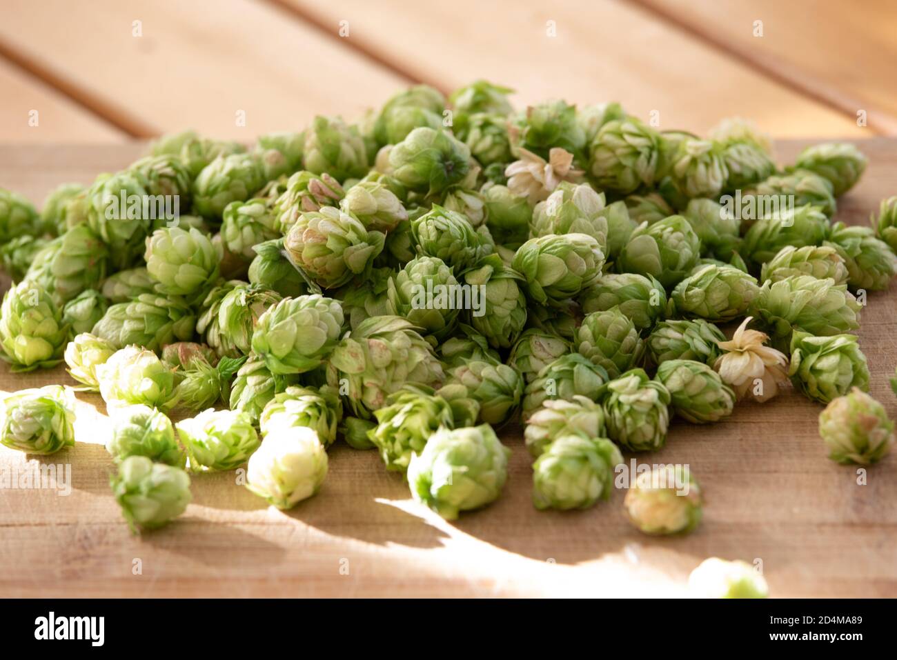 Hops are one of the main ingredients of beer. Stock Photo