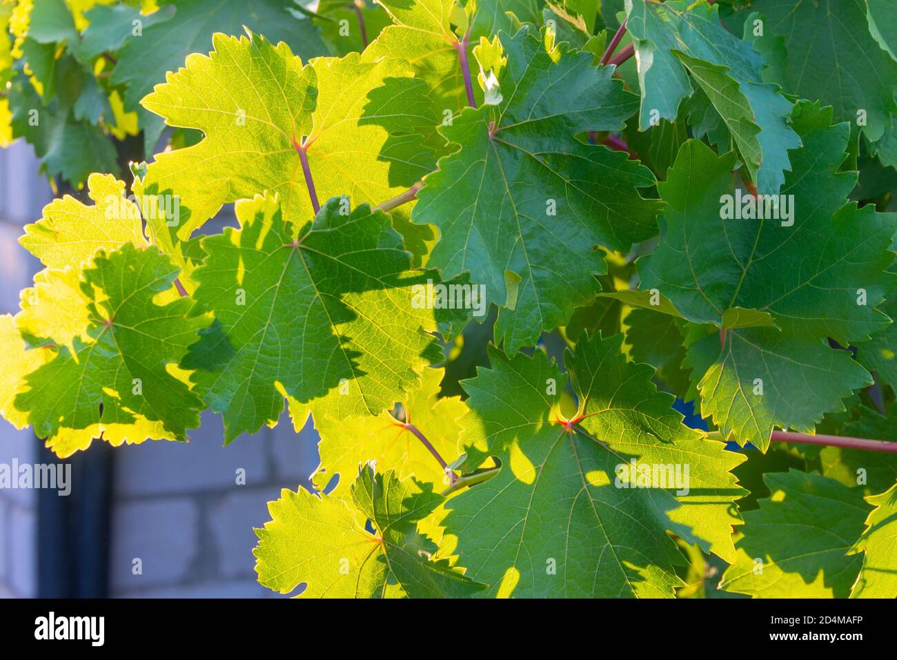 Large green leaves of grapes in sunlight. Close-up, selective focus. Stock Photo