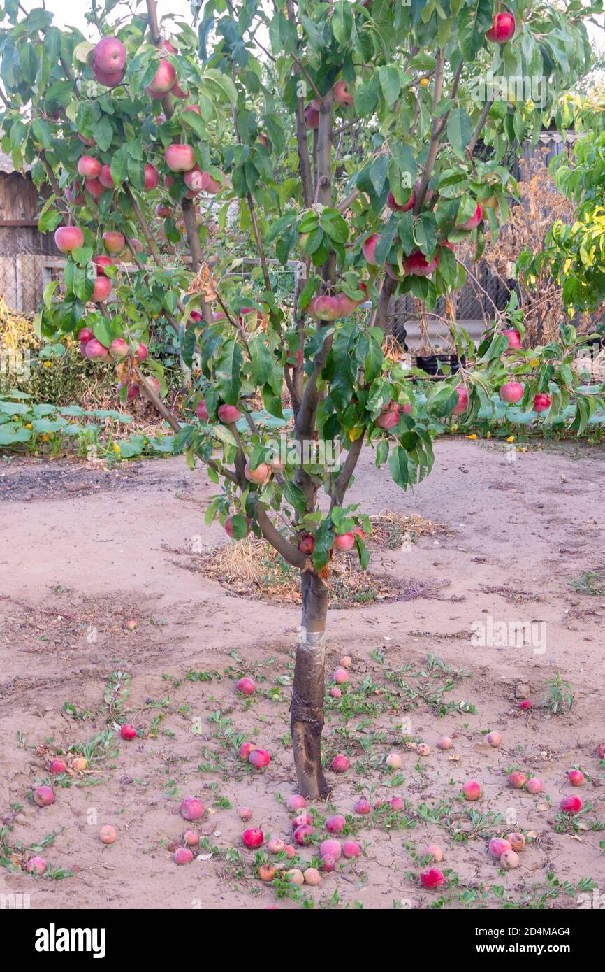 Apple tree with red fruits in autumn. Ripe apples fell to the ground. Harvesting concept. Stock Photo