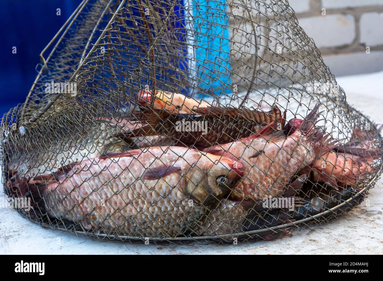 Carp Fishing Nets