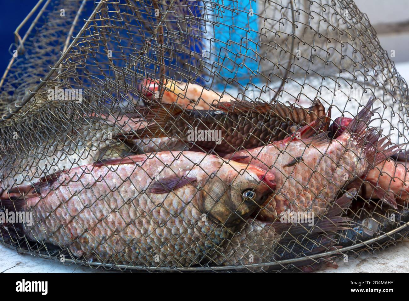 Metal fish trap hi-res stock photography and images - Alamy