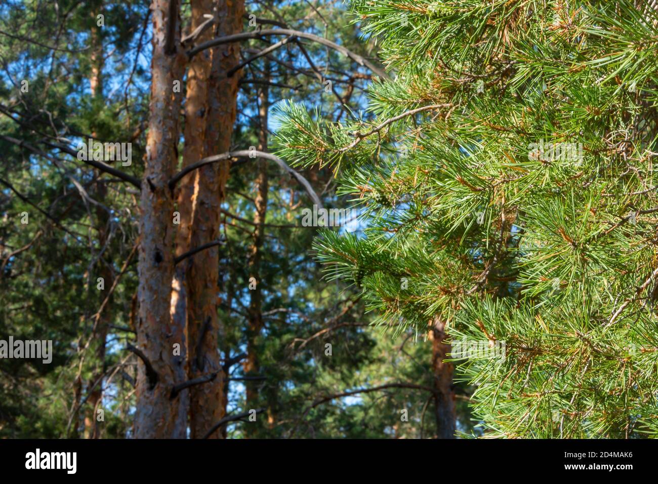 Branches of green pine in coniferous forest with sunlight in autumn. Close-up, selective focus, blur. Stock Photo