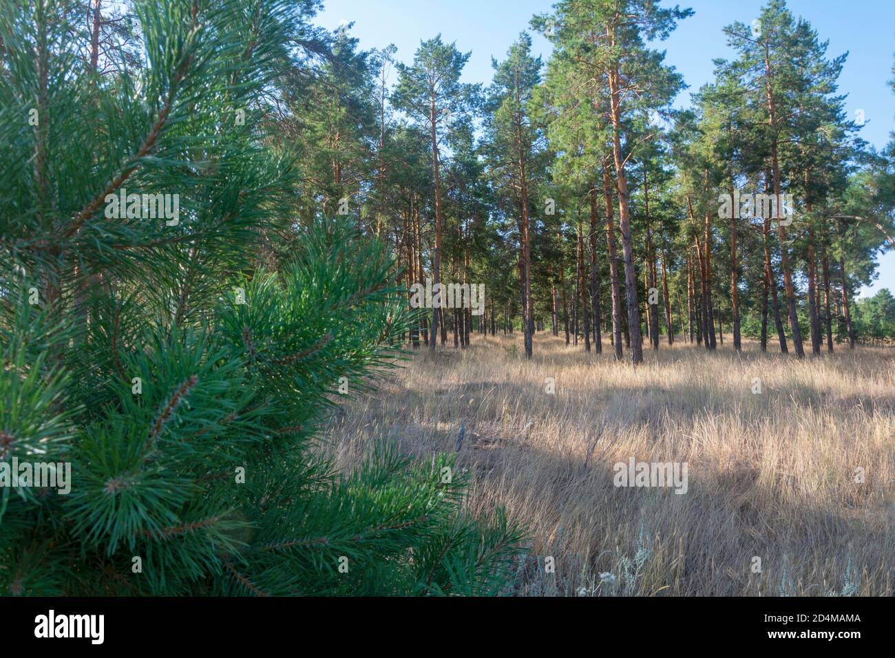 Pine forest with tall conifers and young pine in the foreground without focus. Glade with sunlight in the autumn forest. Blurred background Stock Photo