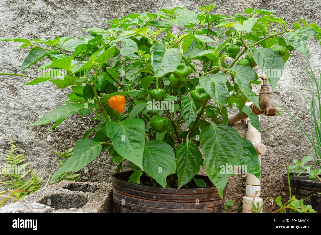 Capsicum Chinense Pepper Tree With Fruits Stock Photo Alamy