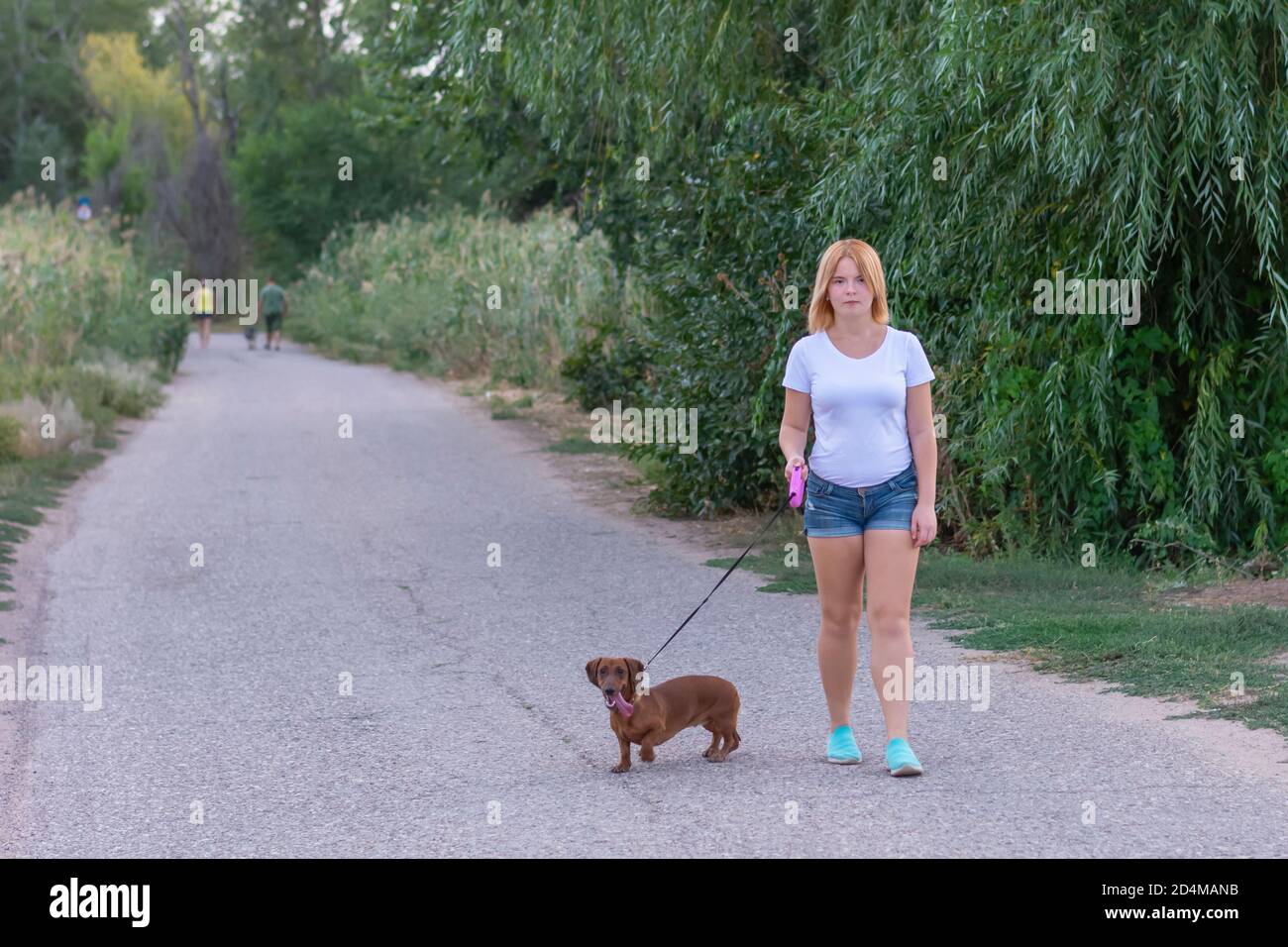 A young blonde woman in a white T-shirt and shorts walks in the park with a brown dachshund. Walking the dog outdoors in summer. Stock Photo