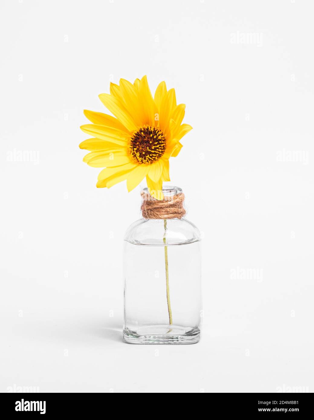 Single yellow daisy flower in vintage glass jar with water, angle view, isolated Stock Photo