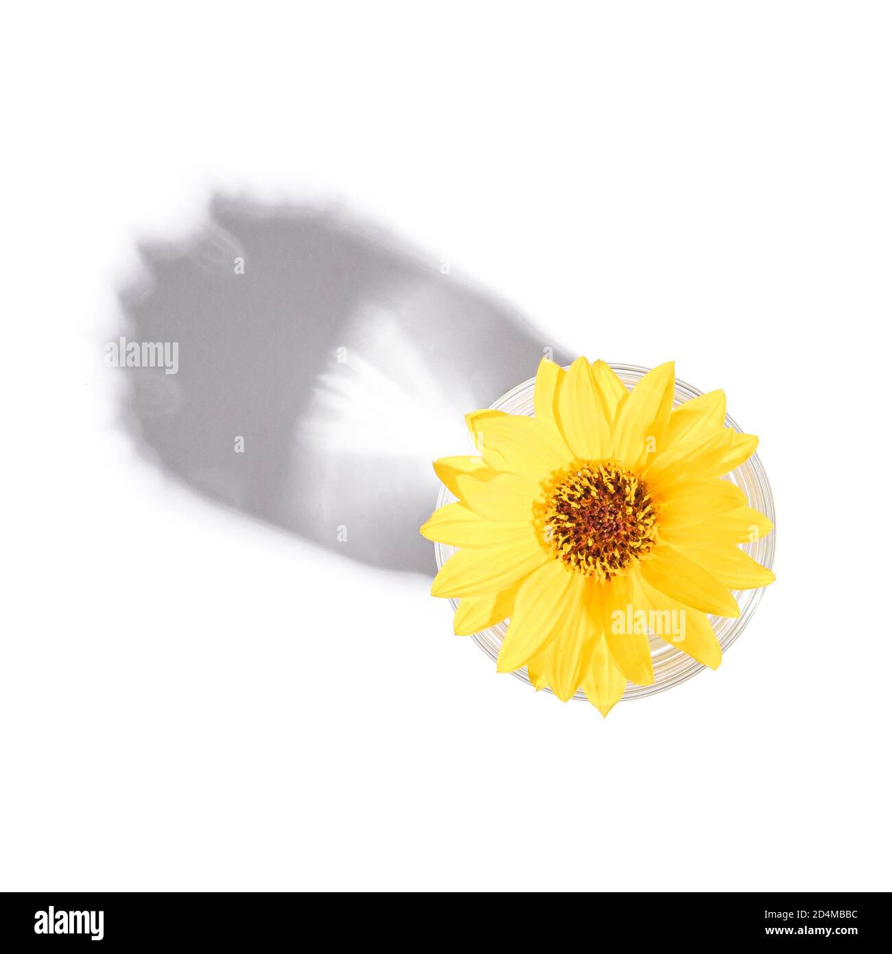 Fresh clear water drink with yellow flower in glass isolated on white background, hard light creative composition, top view Stock Photo