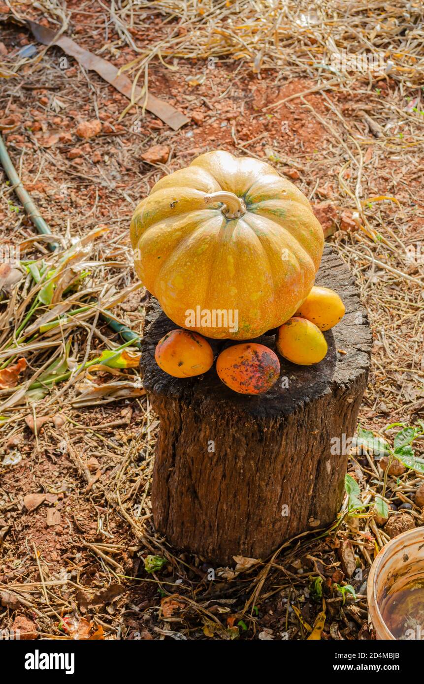 Pumpkin And Mangoes On Log Stock Photo