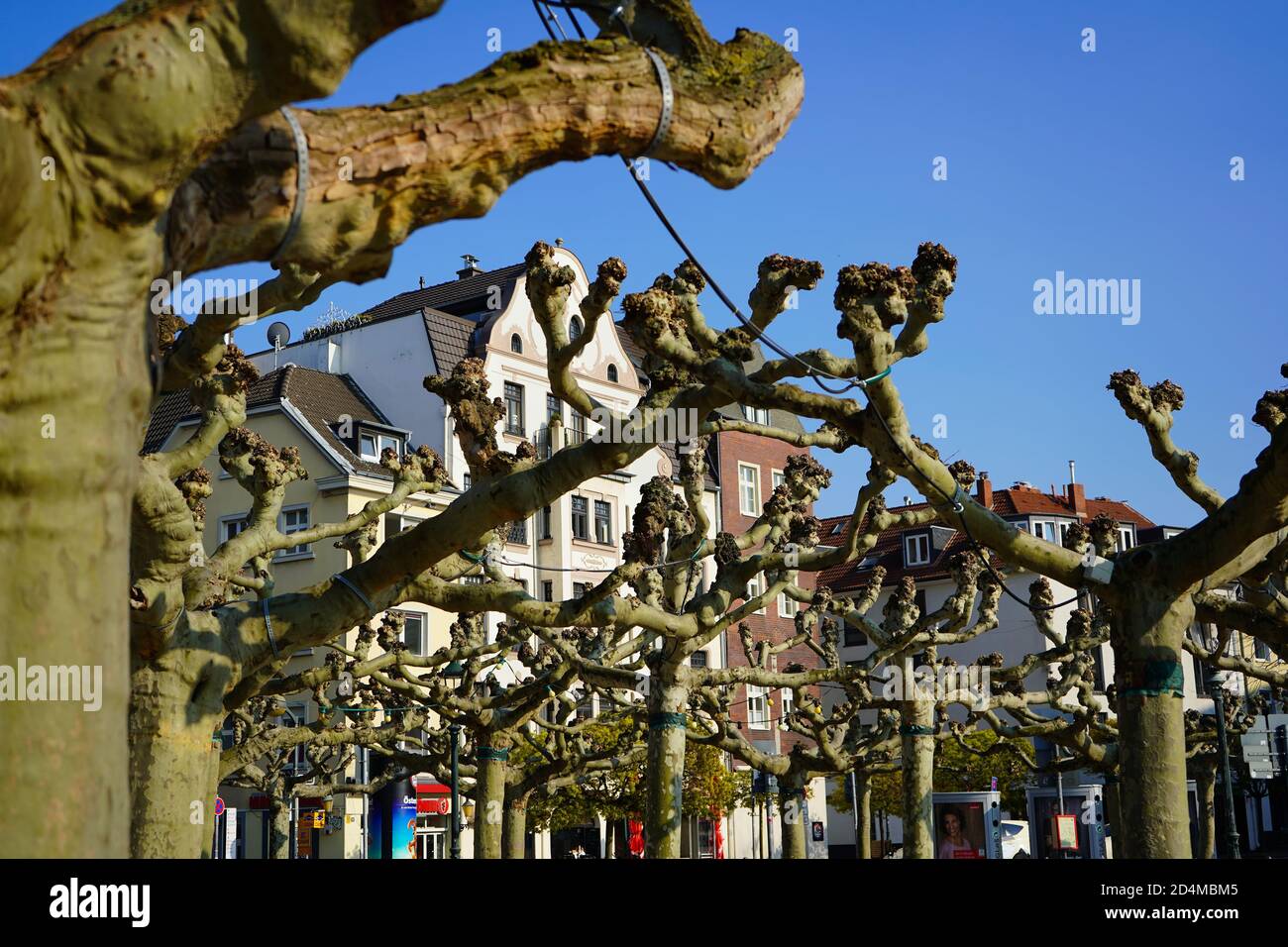 The historic Burgplatz in Düsseldorf Old Town near Rhine river, with old plane trees in the foreground. Stock Photo