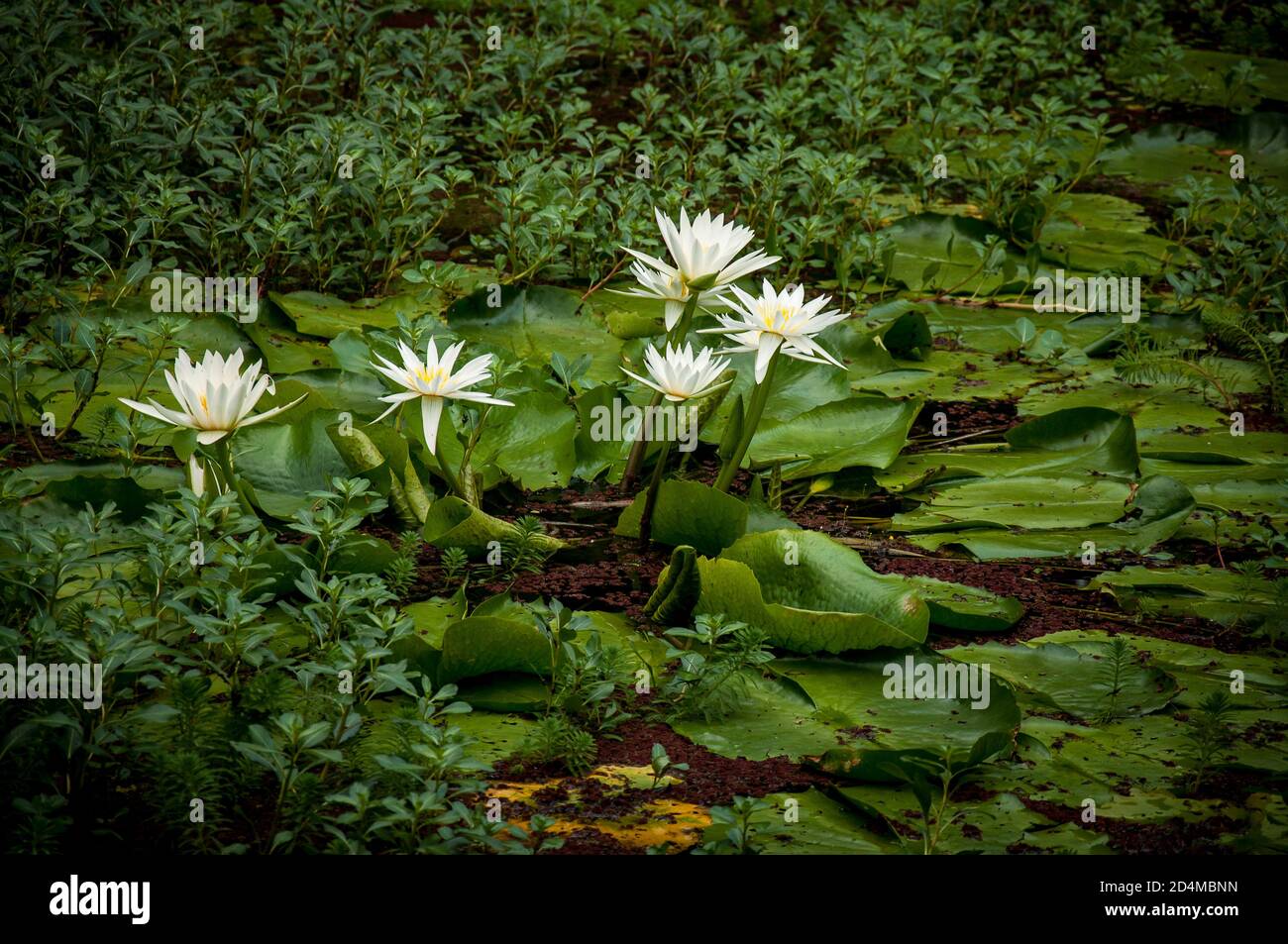 Pacific island lilies hires stock photography and images Alamy
