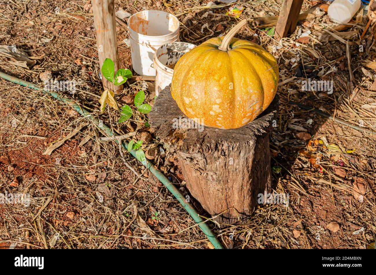 Yellow Ripe Pumpkin Stock Photo