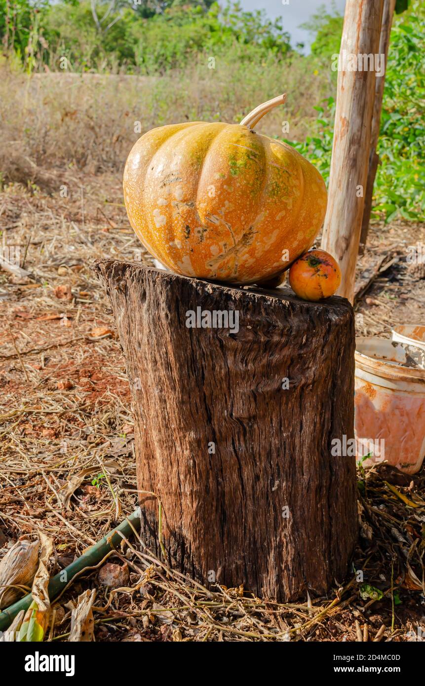 Yellow Ripe Calabaza Pumpkin On Wood Stock Photo