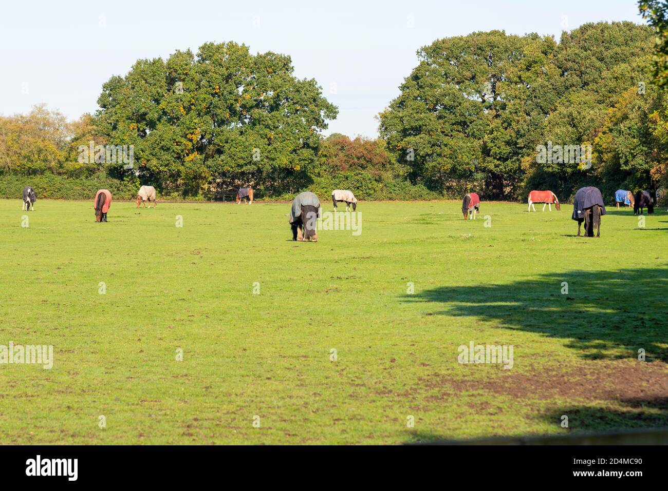 Horses in a green field in Autumn, wearing coats. Paddock with trees. Hawkwell, Rochford, Essex, UK. Bright, sunny day Stock Photo
