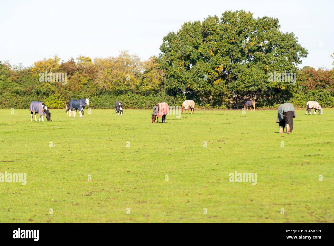 Horses in a green field in Autumn, wearing coats. Paddock with trees. Hawkwell, Rochford, Essex, UK. Bright, sunny day Stock Photo