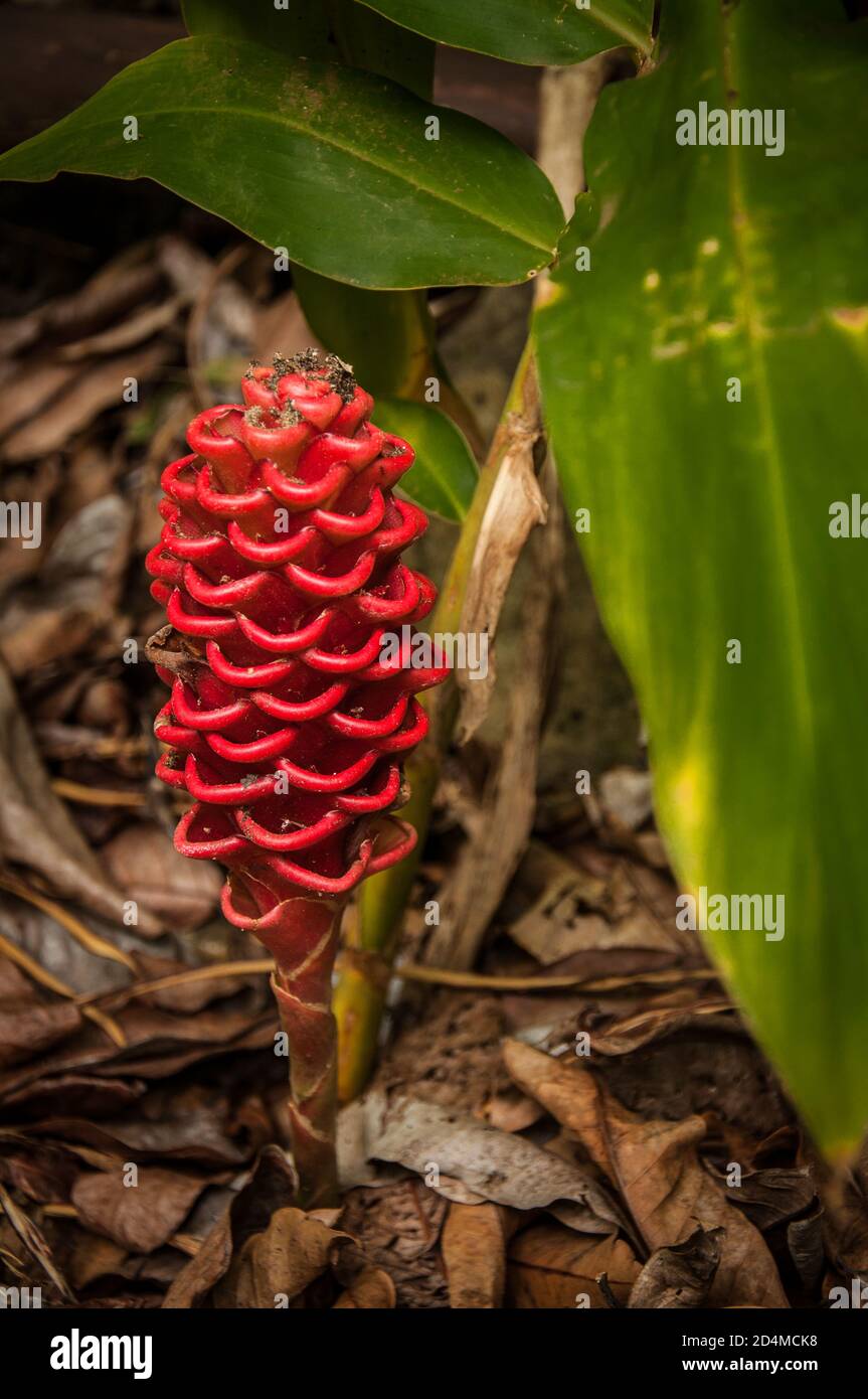 Pine cone ginger Stock Photo Alamy