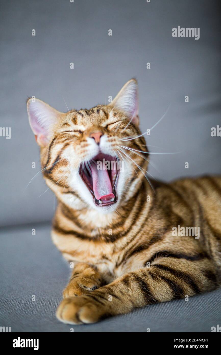 Vertical shot of a cute yawning Bengal cat lying on a sofa with a ...