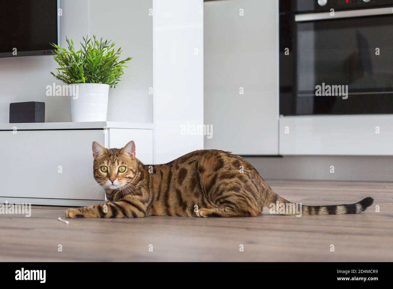 Closeup of a cute Bengal cat lying on the floor and playing with a ...