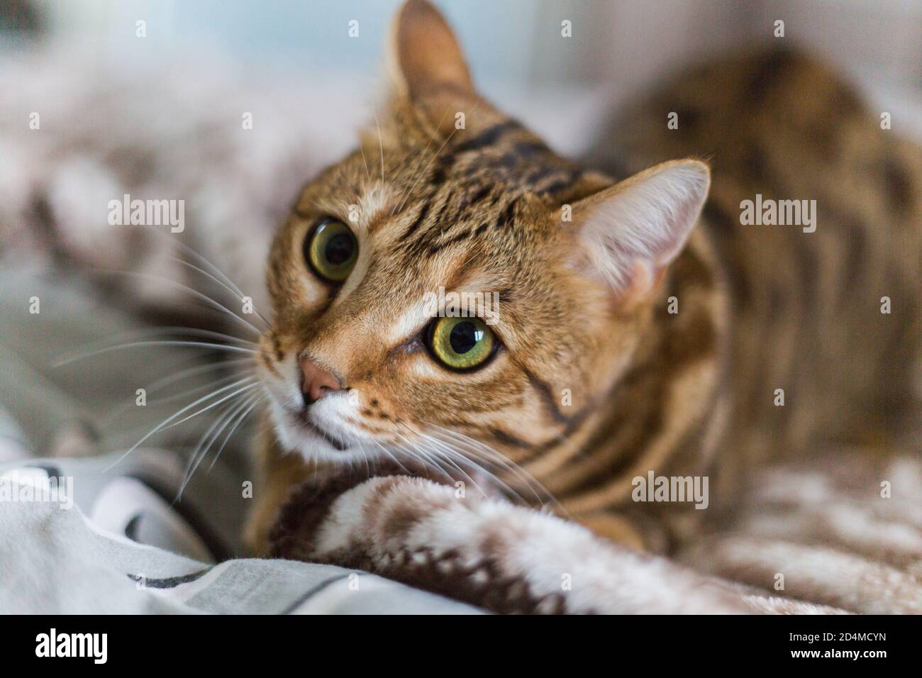 Closeup of an adorable Bengal cat lying on a bed with a blurry ...
