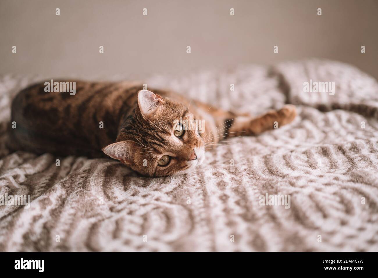Closeup of an adorable Bengal cat lying on a bed with a blurry ...