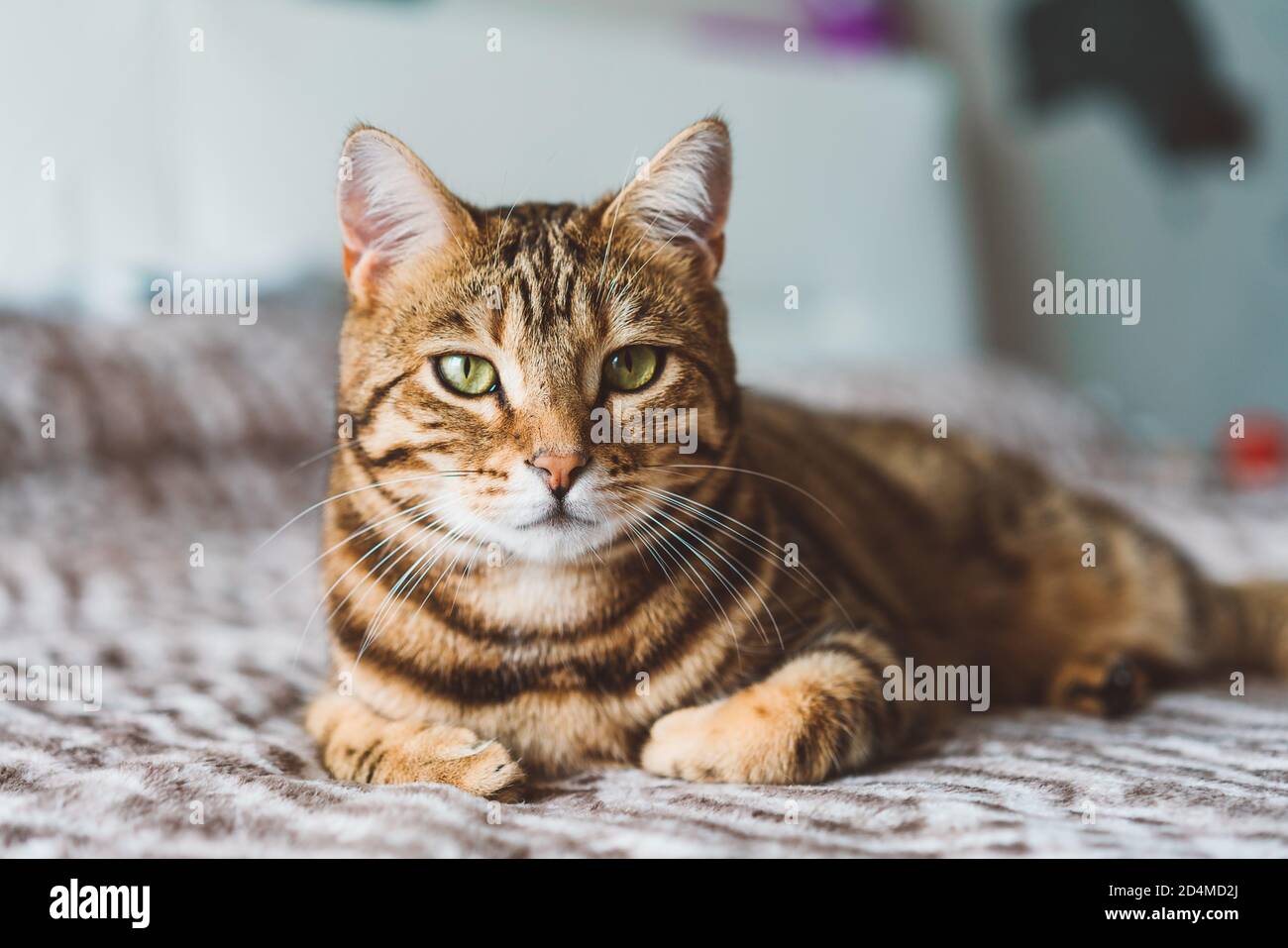 Closeup of an adorable Bengal cat lying on a bed with a blurry ...