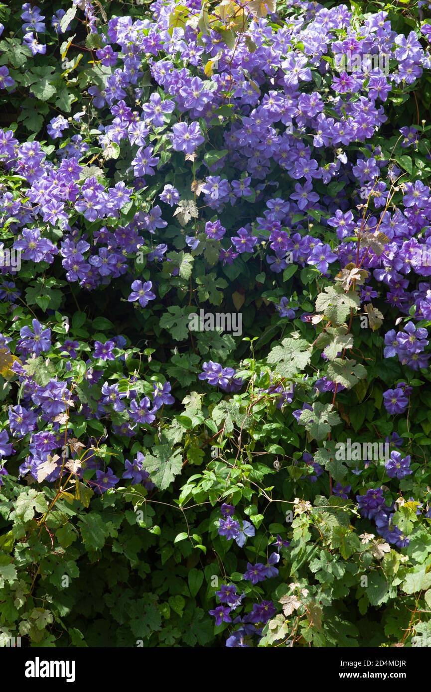 Purple climbing purple Clematis flowers also known as Italian leather flower with green leaves Stock Photo