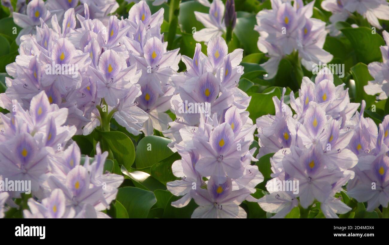 Field of water hyacinths hires stock photography and images Alamy
