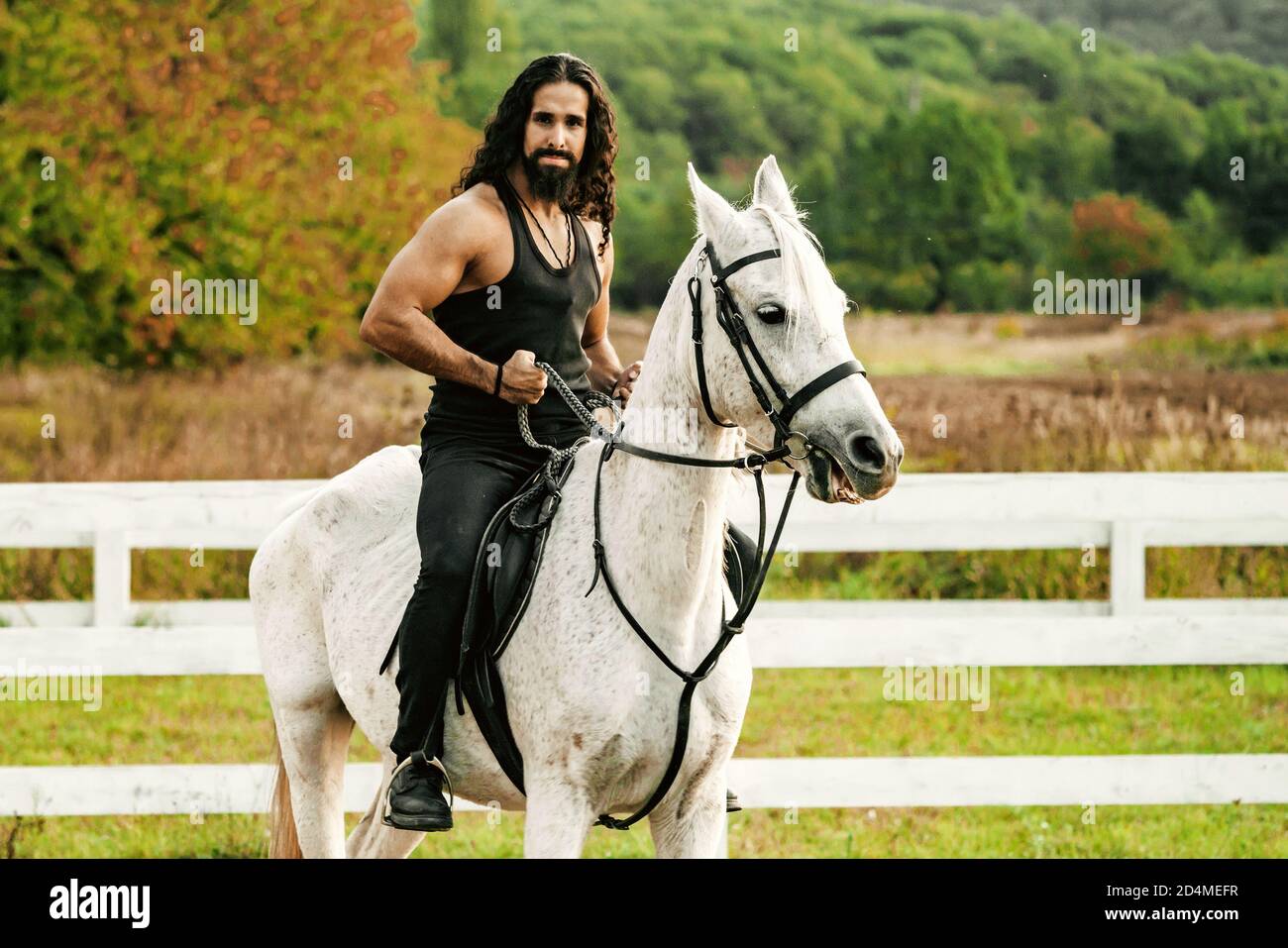 Rider on gray arabian horse in the field. Handsome bearded man riding horse at farm. Beautiful horse with man rider trotting on autumnal field Stock Photo