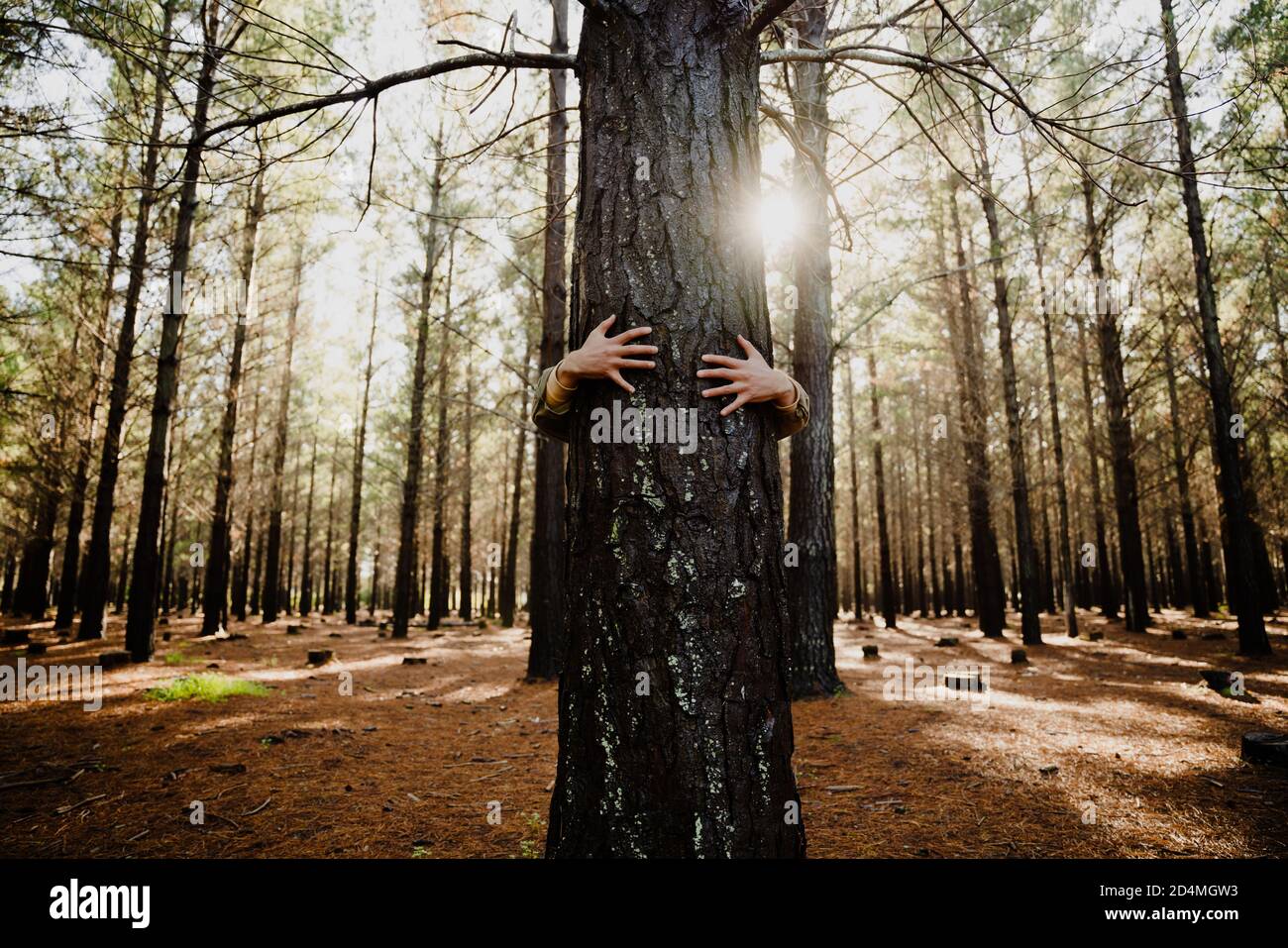 Close-up caucasian hands hugging tree trunk with sunlight raise, promoting a sustainable planet Stock Photo