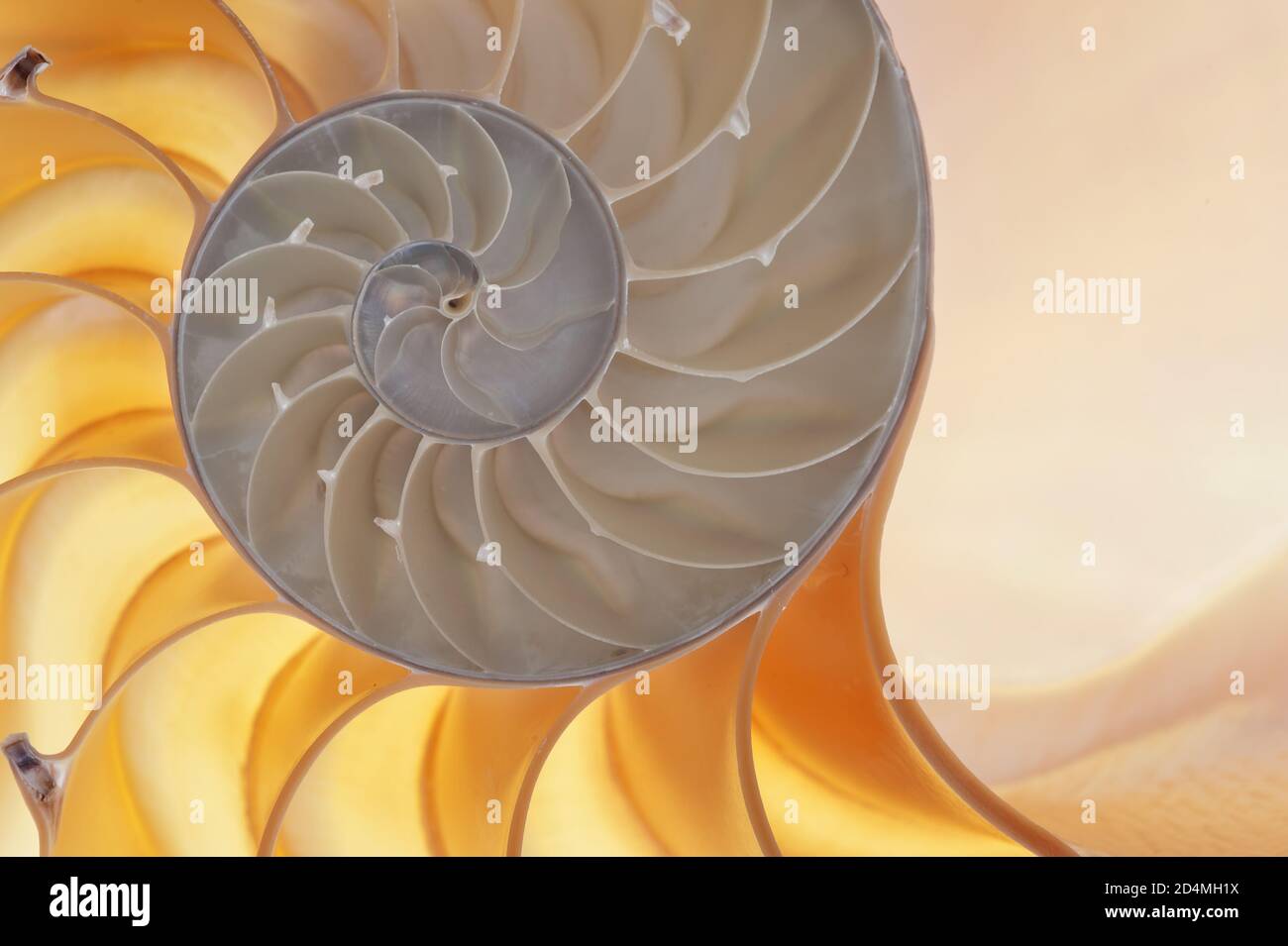Detailed photo of a halved backlit shell of a chambered nautilus ...