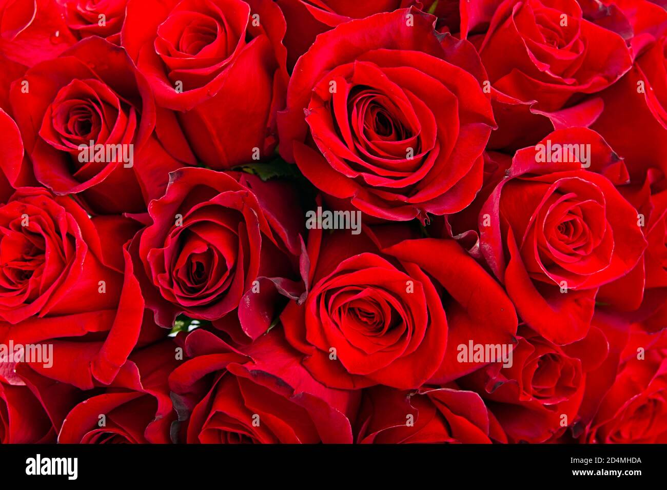 Flowers Red Roses Texture Natural floral texture hi-res stock photography and images - Alamy
