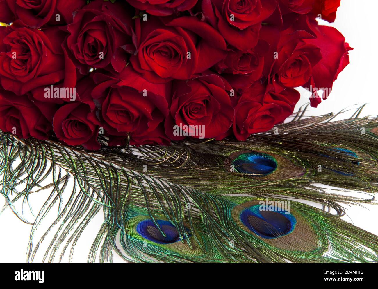 Peacock rose petals deals