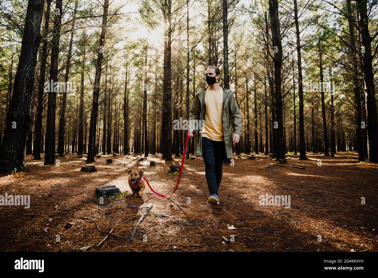 Caucasian male walking the dog during covid19 pandemic with mask on, alone Stock Photo