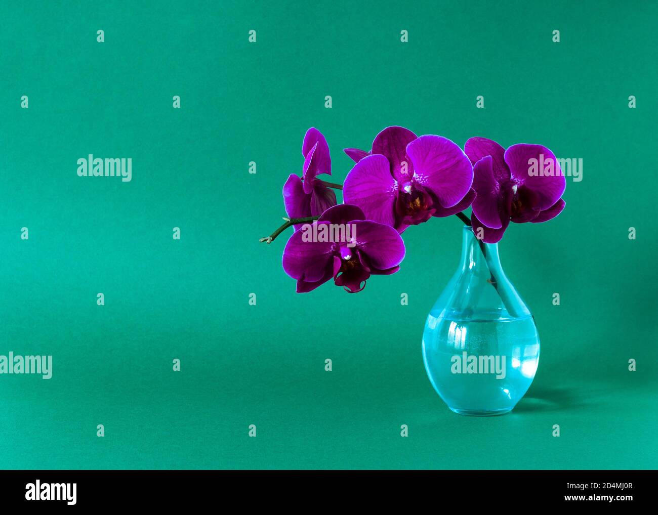 Purple orchid in glass vase on green background Stock Photo Alamy