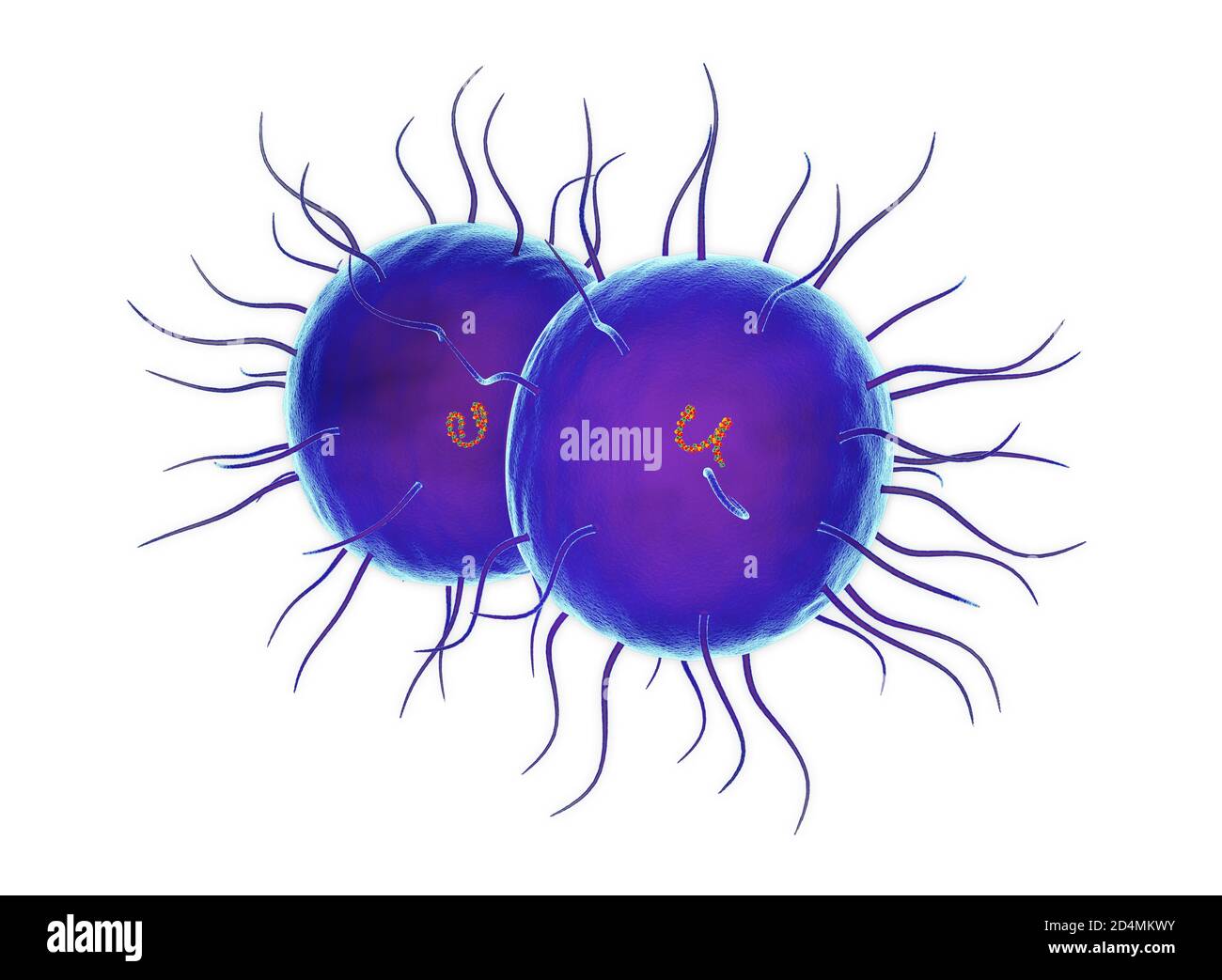 Illustration of Neisseria gonorrhoeae bacteria. This Gram-negative bacteria causes the sexually transmitted infection gonorrhoea. Symptoms include a v Stock Photo