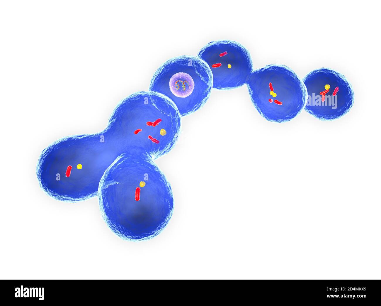 Illustration of Leuconostoc citreum. L. citreum belongs to the group of