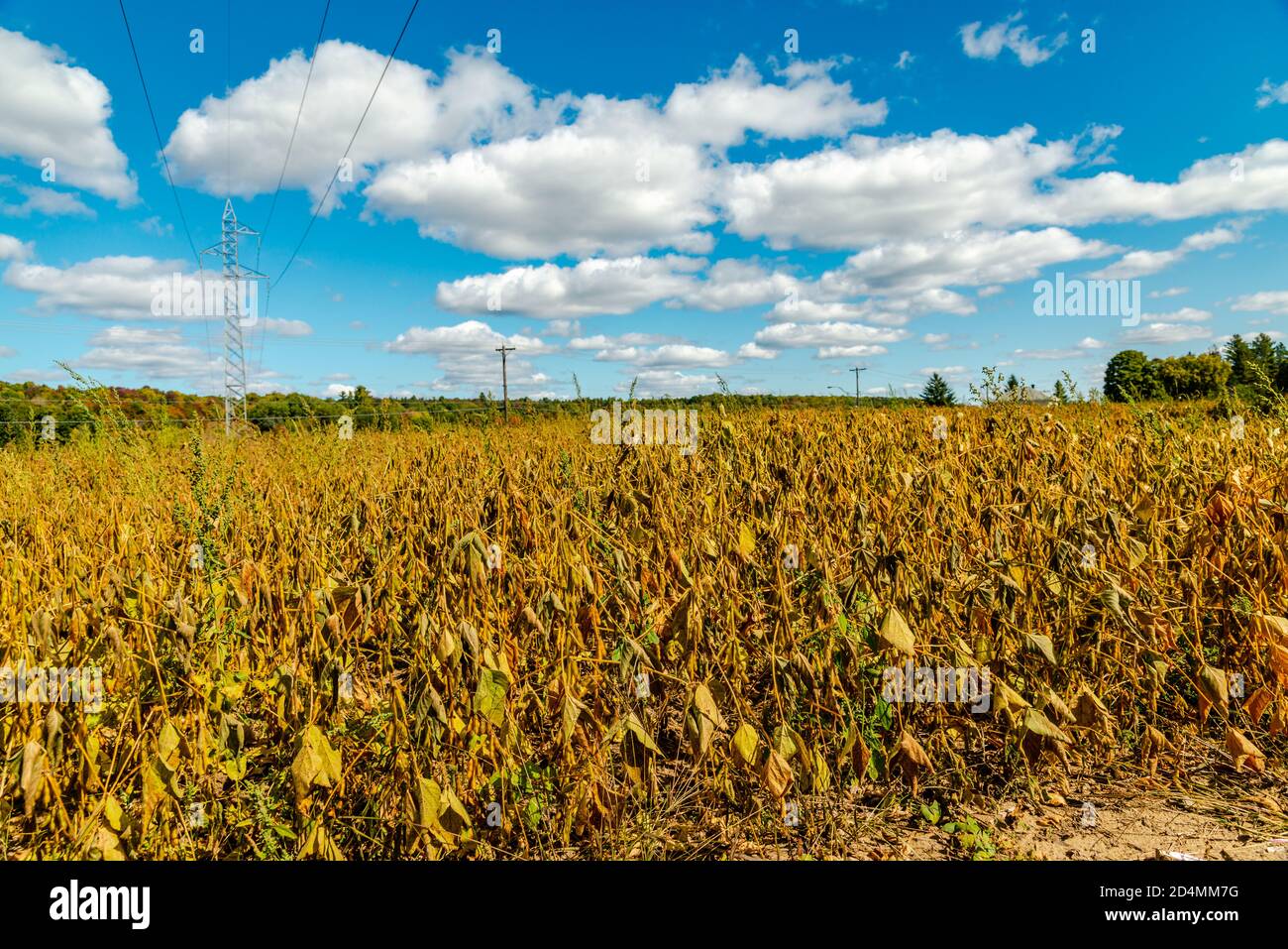Soybean plant hires stock photography and images Alamy