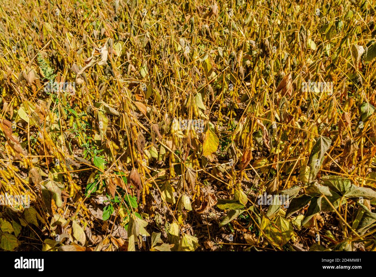 Soybean plant field ready for harvest Stock Photo Alamy