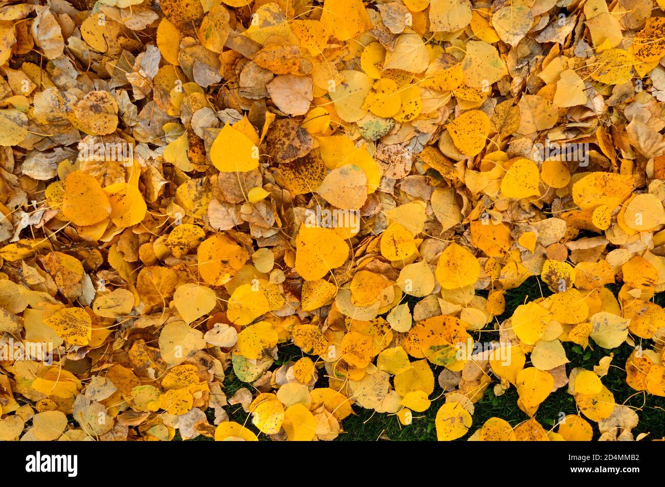 Aspen leaves that have fallen to the ground from the trees in rural Alberta Canada. Stock Photo