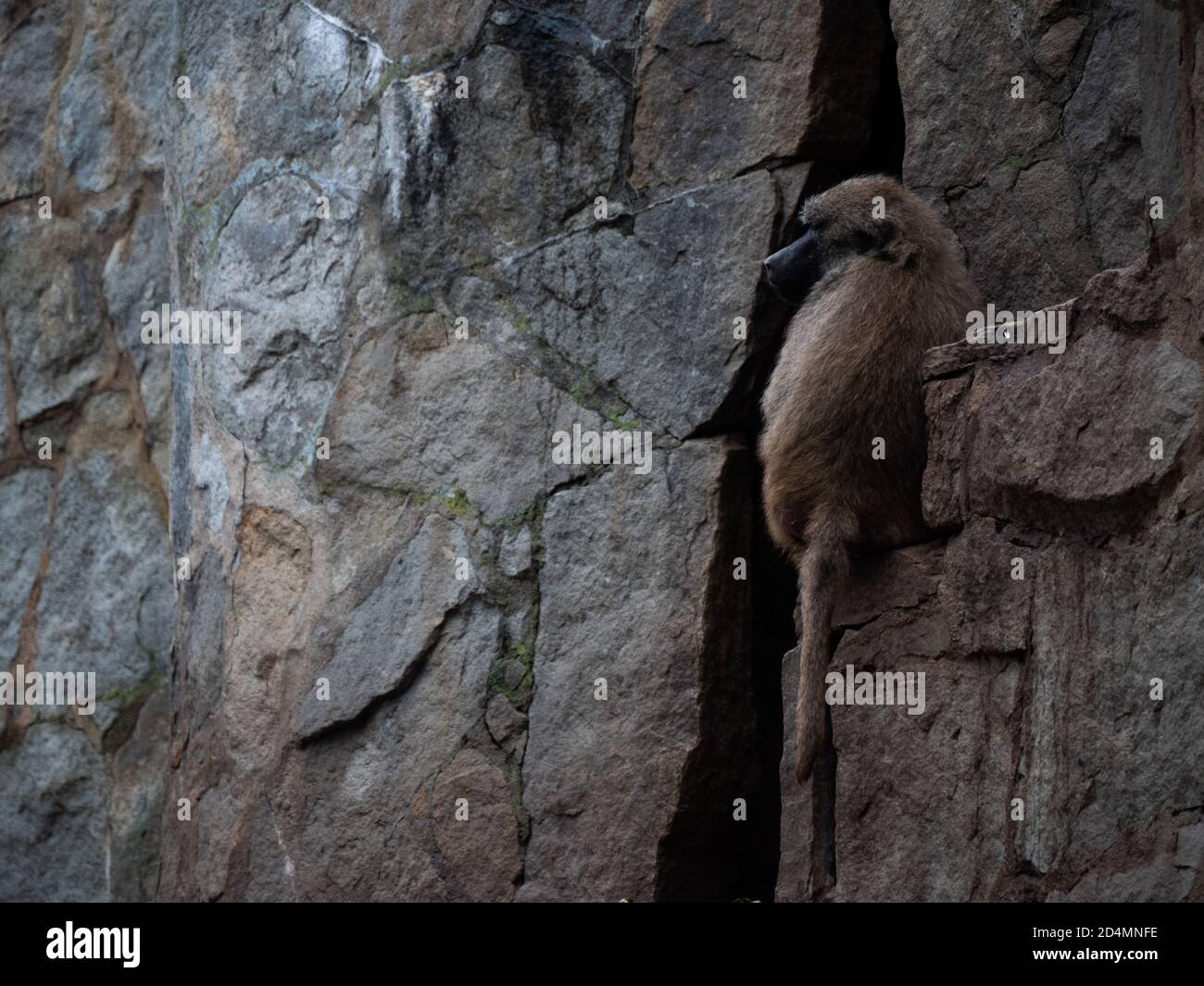 Brown monkey standing on a rocky wall near a cave Stock Photo