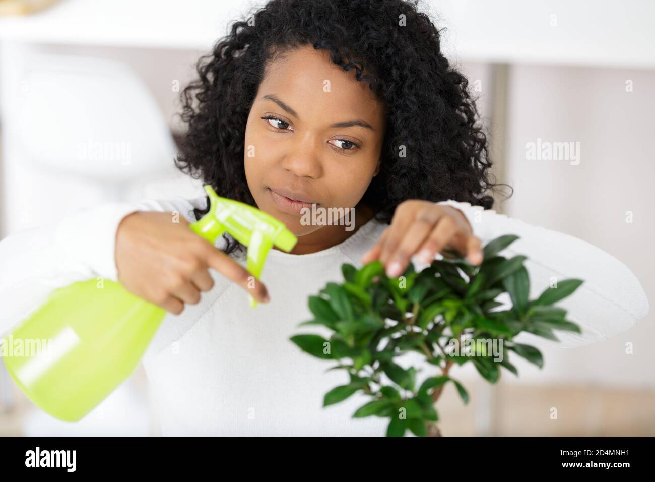 Watering a bonsai hires stock photography and images Alamy