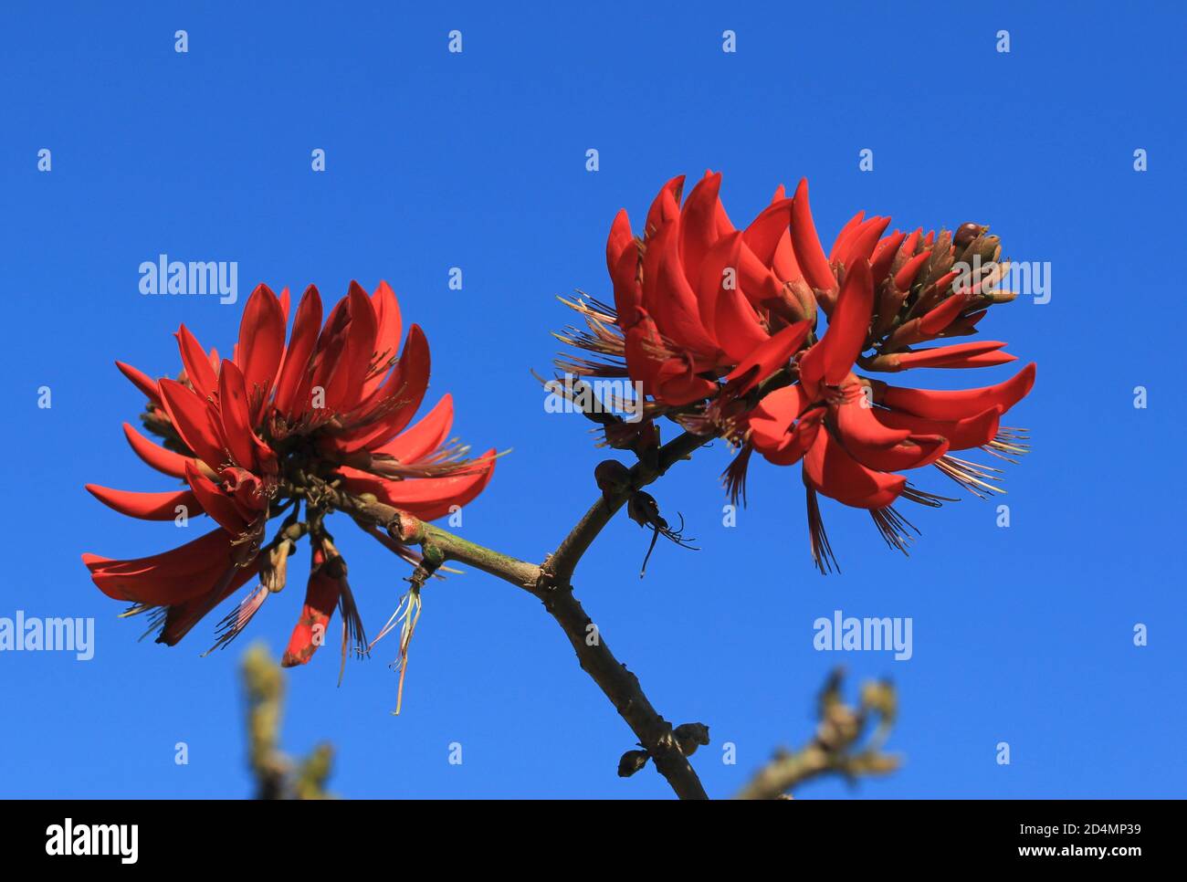 Red flowers of Erythrina caffra (Coast coral-tree) against blue sky Stock Photo