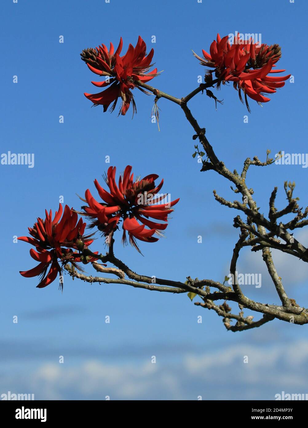 South african coral tree erythrina hires stock photography and images