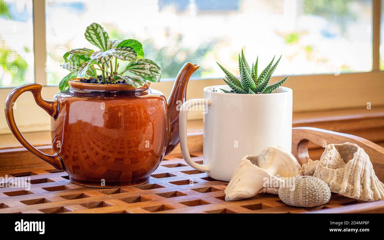House plants grown in recycled mug and tea pot displayed in sunny