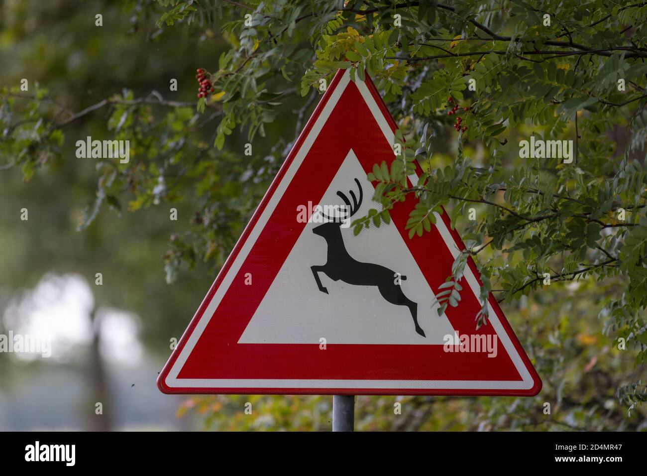 HOGE HEXEL, NETHERLANDS - Oct 02, 2020: Traffic sign coming out of the trees on the side of the road with a deer and red triangle warning for wildlife Stock Photo